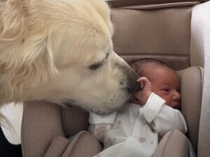 「やっと会えたね!」赤ちゃんとゴールデン・レトリバーの初対面に感動