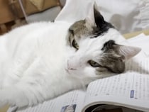 教科書の上が特等席♡ 全力で応援する猫さんがかわいすぎる