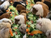 プイ♪プイ♪ 楽しそうなモルモットのお食事会！