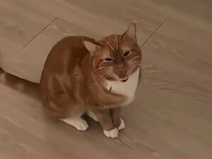 会話が止まらない！ 猫と交わす、楽しいおしゃべり時間