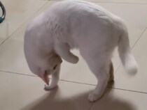 にゃんだコレ…？ お尻になにかくっついてる！ 困惑しまくりな猫さん