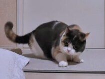 「やる？ 来る？」三毛猫さんの“やんのかステップ”が止まらない！