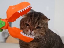 「ガオー！」より「おやつ！」恐竜に挑む勇敢な猫の反応