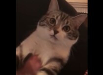 テンション低すぎ(笑) 飼い主さんに気を遣って歌ってあげる猫。