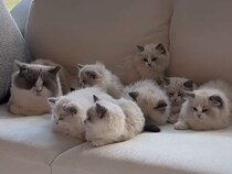 「パパも一緒にいい？」ふかふかソファで家族団らん。穏やかな親子猫の時間