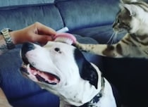 「犬にそのブラシは使わせない！」ブラッシングを独り占めしたい猫さん。