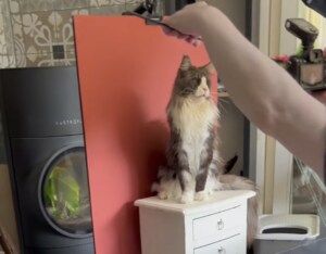 実はこんなに大変なんだよ! 猫さんたちの撮影会。