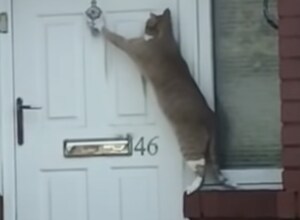 ただいみゃ〜!ドアをノックする礼儀正しい猫。