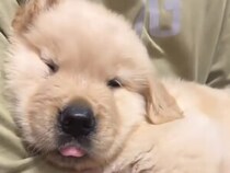 幸せいっぱい。飼い主に抱かれて脱力するゴールデン子犬たち