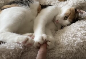 寝ている猫の肉球、こちょこちょしてみたら…
