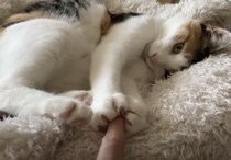 寝ている猫の肉球、こちょこちょしてみたら…