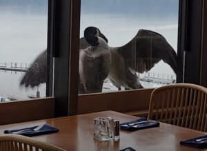 気になって食事できないよ! レストランの窓辺で鳥さんが大ゲンカ!