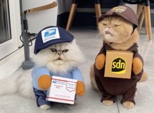 「置き配でいいですか〜？」可愛い猫の配達員さん。