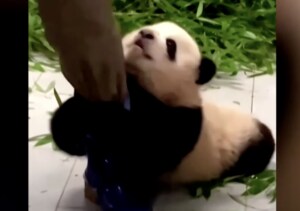 子パンダの「かまってアピール」はやっぱり可愛い。