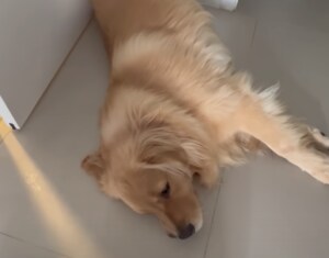 大きな体でドアの前で寝られたら! ゴールデンレトリバー、ドアストッパーになる。