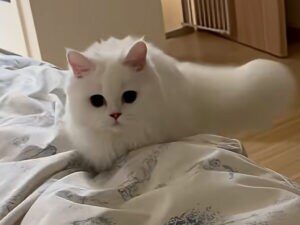 「ポスン!」勢いよくダイブする猫さんの愛情アタックが可愛すぎる