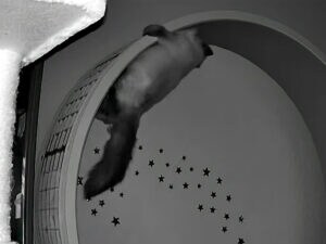 深夜の監視カメラに映る“全力疾走猫” その運動量がすごすぎる！