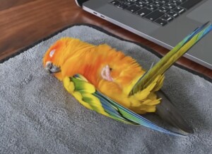 飼い主さんとお仕事してたら眠気が… 無防備に眠る鳥さん