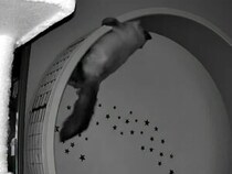 深夜の監視カメラに映る“全力疾走猫” その運動量がすごすぎる！