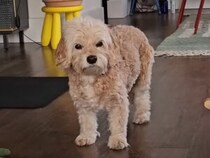 なんで怒ってるの？ 眉がキュッと上がった犬さんの不機嫌顔