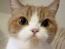 理由はわからないけど可愛い。猫さんの“ペロペロ映像”に癒される
