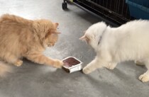 いつまでたっても食べられないよ〜！ゴハンを奪い合う猫さんたち