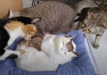 「新入りかニャ？」ぬいぐるみに興味がある猫、このあと悲劇が…