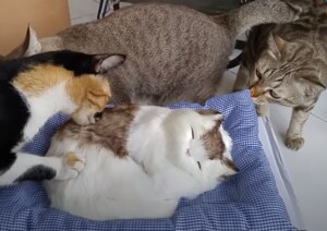 「新入りかニャ?」ぬいぐるみに興味がある猫、このあと悲劇が…