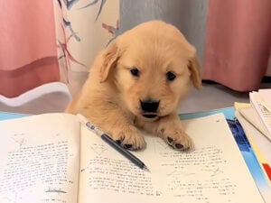 教科書を見つめて勉強中? 子犬さんの“学び姿勢”がかわいすぎる