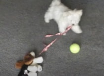 「さぁ、寝てないで行こうよ〜」おもちゃの犬を散歩に連れ出したいワンコ