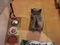 おねだりの仕方が可愛い！なんでも欲しがる猫さん。