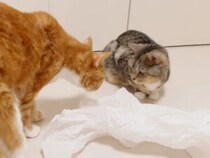 くしゃくしゃ紙でカシャカシャ遊び！ 猫さんたちの好奇心が止まらない