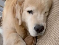 靴の上にそっと手を… ゴールデンレトリバーの“引き止めサイン”が愛おしい