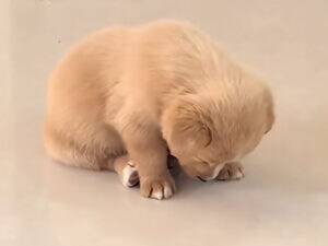 「まだ寝ないもん！」眠気と戦い続ける子犬さんの奮闘が可愛すぎる