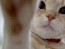 体調不良の飼い主を気づかう猫→やさしく“なでなで”する姿が23万再生「優しすぎる」「心配してるんだ」