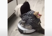 自動掃除機に乗っている猫さん、動くブラシに夢中になっちゃって…