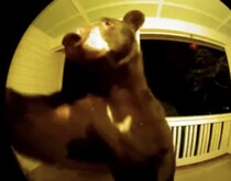 ピンポーン！ クマがインターホンを押して訪ねてきた!?