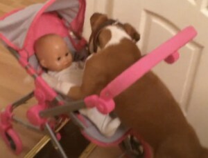 ベビーカーを押す練習中! 赤ちゃんのお世話をしたがる子犬さん