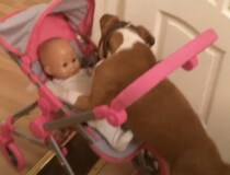 ベビーカーを押す練習中！ 赤ちゃんのお世話をしたがる子犬さん