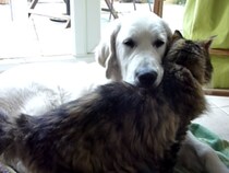 相思相愛！アゴ乗せしてぴったり寄り添うワンニャン