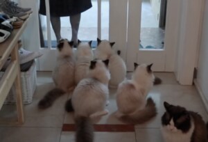 「おかえりにゃさーい!」可愛い猫たちが大勢でお出迎え!