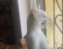 飼い主さん！猫ちゃんは真剣にニャルソックしてるのに笑わないでー！