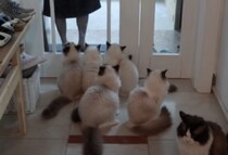 「おかえりにゃさーい！」可愛い猫たちが大勢でお出迎え！