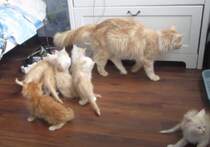 母猫「ママだって、たまには失敗するの」たくさんの子猫が見ている前で…