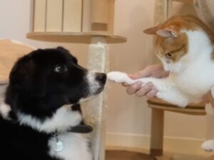 最初は警戒、すぐ慣れた! 10倍大きな相手にも物怖じしない猫さんたち