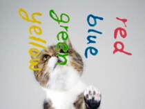 猫にも好きな色がある？ おやつで実験したら意外な結果に！