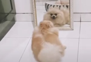 鏡の前でダンスの練習!くるくる可愛いアイドル犬