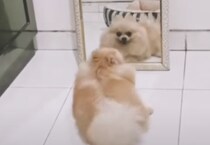 鏡の前でダンスの練習！くるくる可愛いアイドル犬