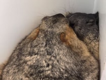 ピッタリすぎるBGM！ 壁の隅でぎゅっと寄り添うマーモットたち、癒しの寝姿にほっこり