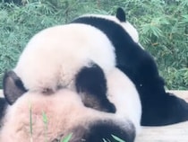 お母さんの真似をして背中でぺたん！ そっくりポーズの親子パンダにほっこり